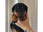 Beauceron Puppy for sale in Los Angeles, CA, USA