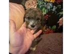 Mutt Puppy for sale in Conroe, TX, USA