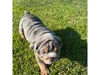 Bulldog Puppy for sale in Aynor, SC, USA