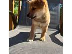Shiba Inu Puppy for sale in Sheboygan, WI, USA