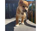 Shiba Inu Puppy for sale in Sheboygan, WI, USA