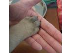 Bullmastiff Puppy for sale in Snohomish, WA, USA
