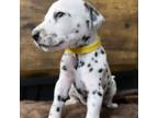 Dalmatian Puppy for sale in El Paso, TX, USA