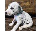 Dalmatian Puppy for sale in El Paso, TX, USA