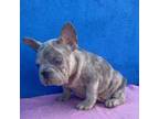 French Bulldog Puppy for sale in Waco, GA, USA