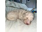 Goldendoodle Puppy for sale in Cedartown, GA, USA