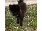Pomeranian Puppy for sale in Georgetown, TX, USA