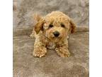 Mutt Puppy for sale in Rolla, MO, USA
