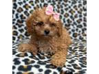 Cavapoo Puppy for sale in Lakeland, FL, USA