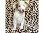 Australian Shepherd Puppy for sale in Lakeland, FL, USA