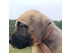 Great Dane Puppy for sale in Waldron, AR, USA