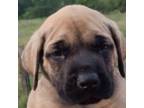 Great Dane Puppy for sale in Waldron, AR, USA