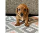 Dachshund Puppy for sale in Ashland, OH, USA