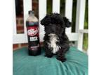 Maltipoo Puppy for sale in Charleston, WV, USA