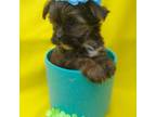 Shorkie Tzu Puppy for sale in Plover, WI, USA