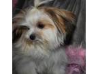 Shorkie Tzu Puppy for sale in Billings, MO, USA