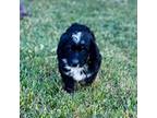 Mutt Puppy for sale in Delta, CO, USA