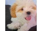 Shih Tzu Puppy for sale in Chula Vista, CA, USA