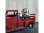 Miniature Australian Shepherd Puppy for sale in Jacksonville, NC, USA