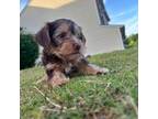 Yorkshire Terrier Puppy for sale in Greenville, SC, USA