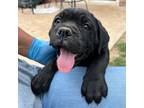Cane Corso Puppy for sale in Meeker, OK, USA