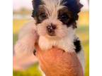 Yorkshire Terrier Puppy for sale in Ardmore, OK, USA