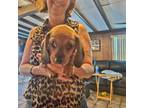 Dachshund Puppy for sale in Longwood, FL, USA
