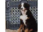 Bernese Mountain Dog Puppy for sale in Iberia, MO, USA
