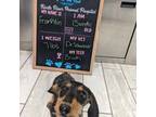 Dachshund Puppy for sale in Bradenton, FL, USA