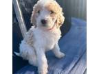 Goldendoodle Puppy for sale in Pooler, GA, USA