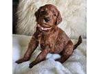 Goldendoodle Puppy for sale in Deltona, FL, USA