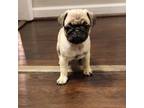 Pug Puppy for sale in Randleman, NC, USA