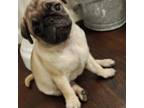 Pug Puppy for sale in Randleman, NC, USA