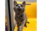 Bailey, Domestic Shorthair For Adoption In Janesville, Wisconsin