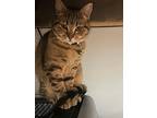 Connor, Domestic Shorthair For Adoption In Cary, North Carolina