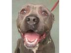 Ricky, American Staffordshire Terrier For Adoption In Raleigh, North Carolina