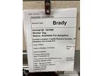 Brady, Domestic Shorthair For Adoption In Lincoln, Nebraska
