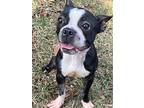 Margarita May - # 4219 Fl, Boston Terrier For Adoption In Maryville, Tennessee