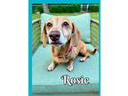 Rosie, Dachshund For Adoption In Green Cove Springs, Florida