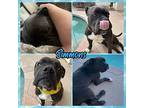 Simmons, American Pit Bull Terrier For Adoption In Mesa, Arizona