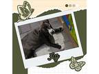 Fig, American Pit Bull Terrier For Adoption In Mesa, Arizona