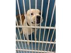 Pop, American Pit Bull Terrier For Adoption In Mocksville, North Carolina