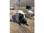 Martha (foster-to-adopt), Labrador Retriever For Adoption In Mississauga
