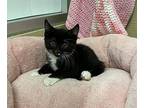 Cookie, Domestic Shorthair For Adoption In Parlier, California
