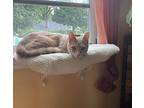 Jethro, Domestic Shorthair For Adoption In Oakland, New Jersey