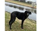 Fifi, Labrador Retriever For Adoption In Pickens, South Carolina