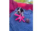 Jasper, Jack Russell Terrier For Adoption In Ola, Arkansas