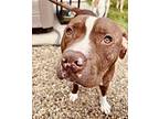Farley, American Pit Bull Terrier For Adoption In Amherst, New York