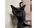 Shadowbox, Domestic Shorthair For Adoption In Athens, Tennessee