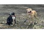 Cafi Padilla, American Staffordshire Terrier For Adoption In Provo, Utah